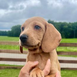 Teddy - Cream male Dachshund puppy in Vevay, Indiana from Works Farm Dachshunds