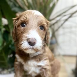 Willow - Apricot female Goldendoodle puppy in S AI Nt John, Indiana from Lulu's Goldendoodles