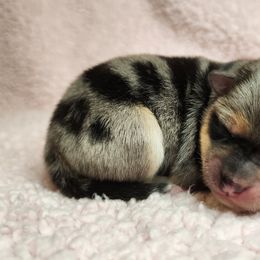 Boy 2 - Pomsky puppy in Elkton, Maryland from Pomsky Palace llc