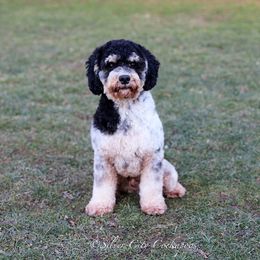 Jason - Cockapoo