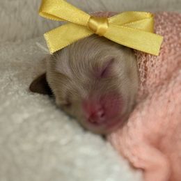 Yellow - Red  female Goldendoodle puppy in Boise, Idaho from Goldendoodle Baby