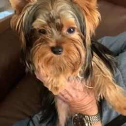 Yorkshire Terriers from Serra’s Yorkies