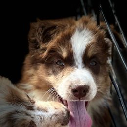 Yancy - Red tri-color Australian Shepherd puppy in Mineral Wells, Texas from A6 Australian Shepards