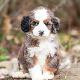 Tegu - Merle male Bernedoodle puppy in Dundee, Ohio from Down Home Doodle