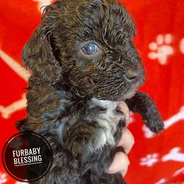 Miniature Australian Shepherd and Poodle Puppies from Furbaby Blessing AKC Toy Poodles and ASDR Mini Aussies