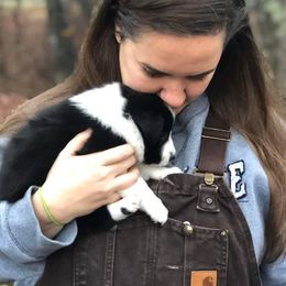 Border Collie Puppies from Ridge Kap Border Collies