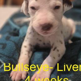 Bullseye - Profile issue - deleted and reposted. - White and liver brown Dalmatian puppy in Sylvania, Georgia from Dipping Dot Dalmatians