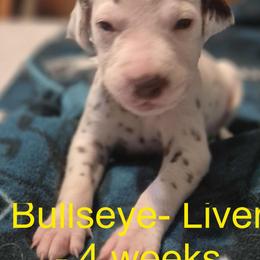 Bullseye - Profile issue - deleted and reposted. - White and liver brown Dalmatian puppy in Sylvania, Georgia from Dipping Dot Dalmatians