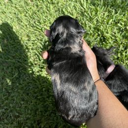 Dachshund Puppies from Torres Dachshunds