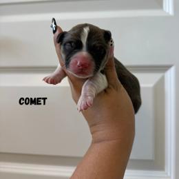 Comet - White and red male Pembroke Welsh Corgi puppy in Red Bluff, California from Wilder Ranch Corgis