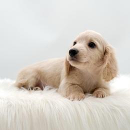 Casper - Cream male Dachshund puppy in Litchfield, Illinois from Charmm Dachshunds