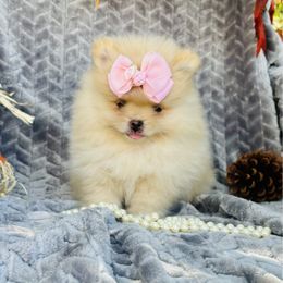 Melody - Cream female Pomeranian puppy in Green Cove Springs, Florida from Natasha's Ark of Joy