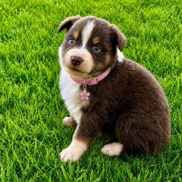 Brandy - Red tri-color female Australian Shepherd puppy in Howardsville, Virginia from Spectacular Aussies and Cavaliers