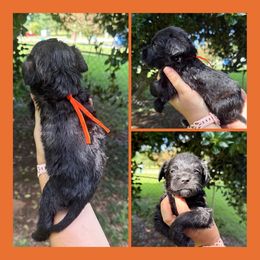 Orange Collar - Black female Schnoodle puppy in Winchester, Tennessee from Mahaffey’s Doodles