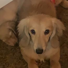 Bear - Dachshund