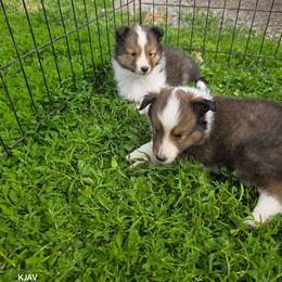 Spicy - Sable and white female Shetland Sheepdog puppy in Greenfield, Ohio from KJAV Shetland Sheepdogs