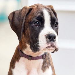 Fiona - Brindle female Boxer puppy in Georgia from Stephanie’s Boxers