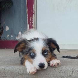 Orion - Blue merle male Miniature Australian Shepherd puppy in Dalhart, Texas from RNL Family Raised Pups