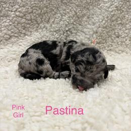 Pastina - Black and white female Sheepadoodle puppy in Bloomfield, New Jersey from C3 Sheepadoodles