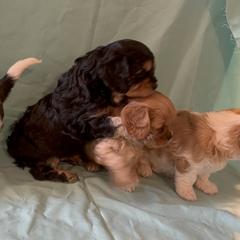 Cavachon Puppies from Cute, Colorado Cavachons