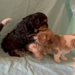Cavachon Puppies from Cute, Colorado Cavachons