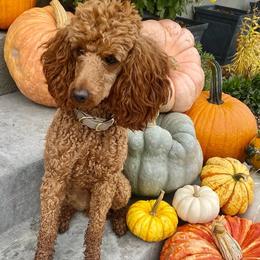 Jovi - Poodle