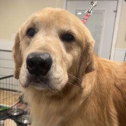 Merrie - Golden Retriever