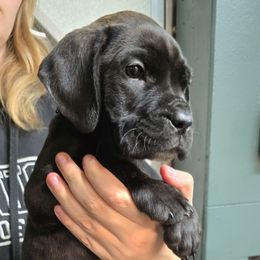 Purple Collar Female - Black brindle female Cane Corso puppy in Lewistown, Montana from Corsi Amore Kennels