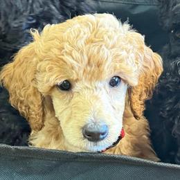 Steiner - Cream male Poodle puppy in Dayton, Washington from Country Sundance Poodles