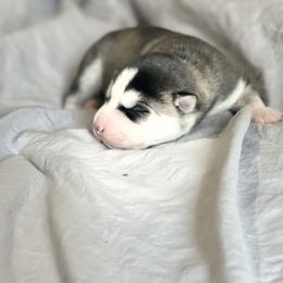 Rheanyra - Black and white Siberian Husky puppy in London, Kentucky from Williams Siberians
