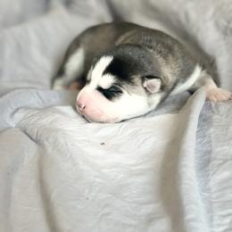 Rheanyra - Black and white Siberian Husky puppy in London, Kentucky from Williams Siberians