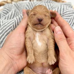 Isla - Apricot female Goldendoodle puppy in Queen Creek, Arizona from Goldendoodle AZ