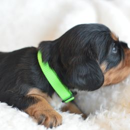 Cavalier King Charles Spaniel Puppies from Diamond Rose Cavalier LLC