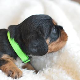 Cavalier King Charles Spaniel Puppies from Diamond Rose Cavalier LLC