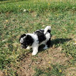 Yorkipoo and Yorkshire Terrier Puppies from Bougie Paws llc