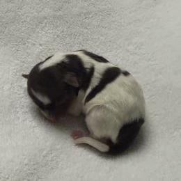 Jenny AKC - Chocolate, tan and white female Yorkshire Terrier puppy in Labelle, Florida from Chocolate and Parti Yorkies in Florida