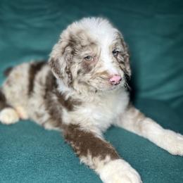 Boy 1 - Red merle male Aussiedoodle puppy in Alabama from SBA Aussies