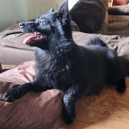 Tara (short for the terrorist) - Black female Schipperke puppy in Seymour, Missouri from Delilah's Destiny's Schipperkes