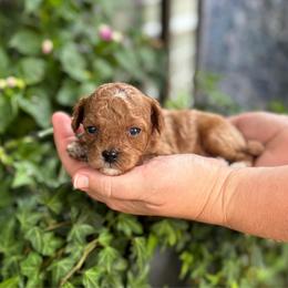 Cove - Red  male Poodle puppy in Wharton, Texas from In the Red Poodles