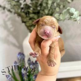 STINGER - Caramel red male Australian Labradoodle puppy in Palmdale, California from Heavenly Doodles