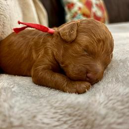 Petey - Red  male Poodle puppy in Hawthorne, Florida from Loblolly Ranch