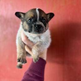 Rubble - Red speckled male Australian Cattle Dog puppy in Cottage Grove, Oregon from Heirloom Ranch