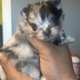 Blue - Blue merle male Pomeranian puppy in Kansas City, Missouri from S&K Pomeranians