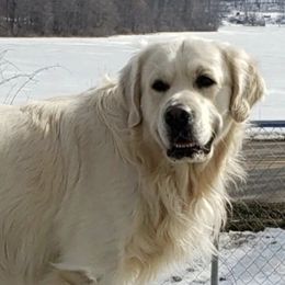 Golden Retrievers from Eagle Lake English Cream's