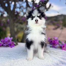 Aries - Black and white female Pomsky puppy in Homeland, California from Lara's Ranch Pomskies