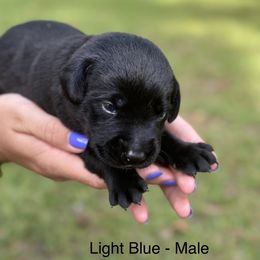 Dark Blue Male - Black Labrador Retriever puppy in St Matthews, South Carolina from Beaver Creek Kennels