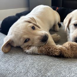 Labrador Retriever Puppies from Front Range Labradors LLC