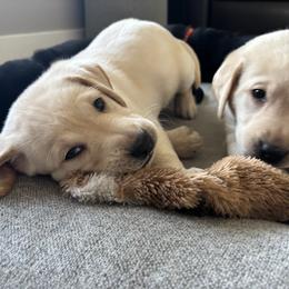 Labrador Retriever Puppies from Front Range Labradors LLC