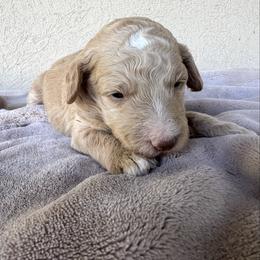Willow - Apricot female Poodle puppy in Tucson, Arizona from Desert Doodles + Poodles