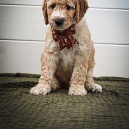 Goldendoodle Puppies from AZ Ohana Doodles